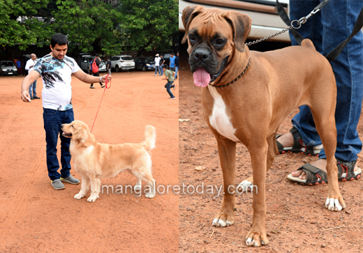 Canine Show